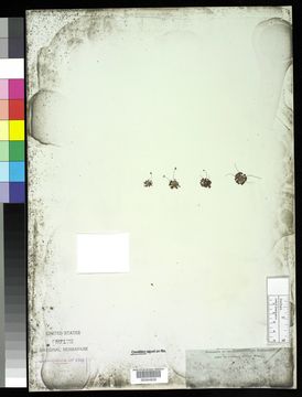 Image of <i>Drosera pygmaea</i> DC.