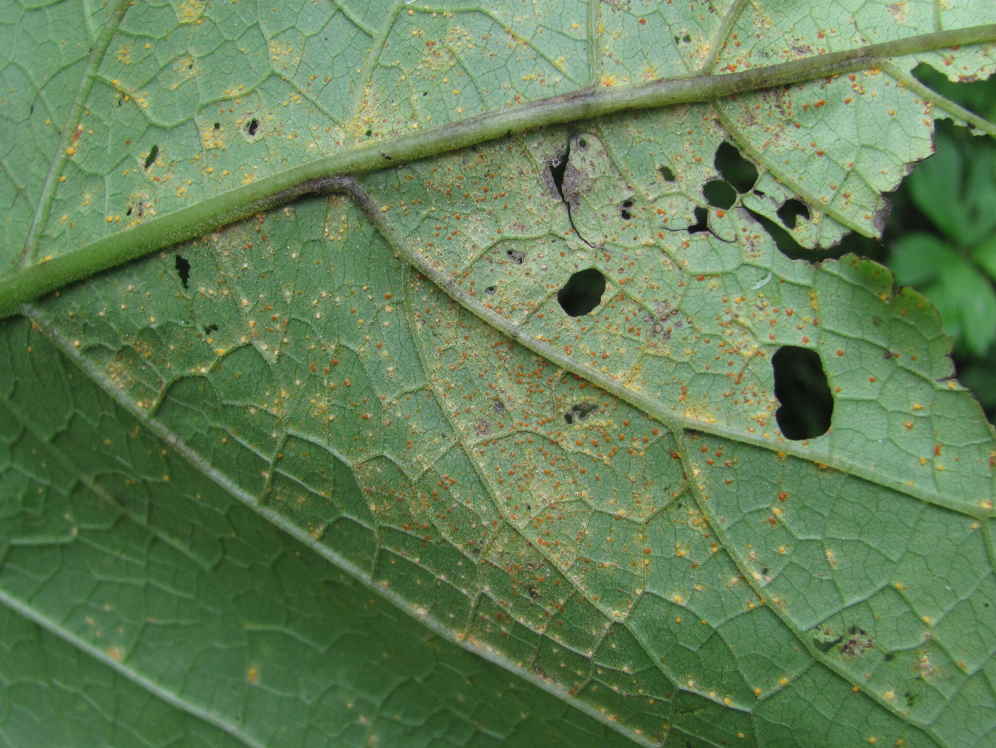 Imagem de Coleosporium telekiae Thüm. 1873