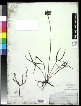 Image of <i>Drosera binata</i> Labill.