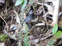 Image of Santa Rita beaked toad