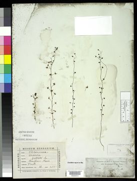 Image of <i>Drosera peltata</i> Thunb.