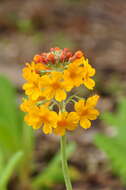 Primula bulleyana Forrest resmi