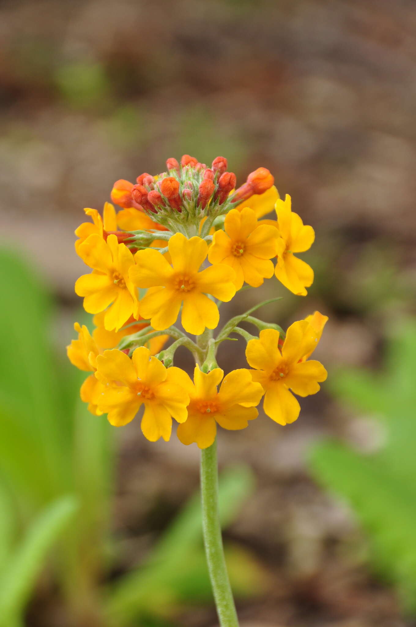 Imagem de Primula bulleyana Forrest