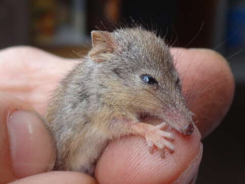 Image of honey possum