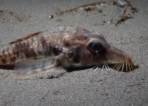 Image of Sturgeon poacher