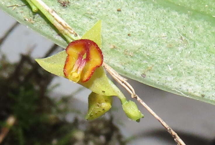 Image de Lepanthes tachirensis Foldats