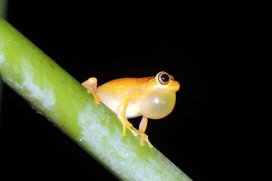 Image of Small-headed Treefrog