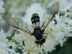 Leucozona xylotoides (Johnson 1916) resmi