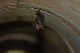 Image of Eastern Horseshoe Bat