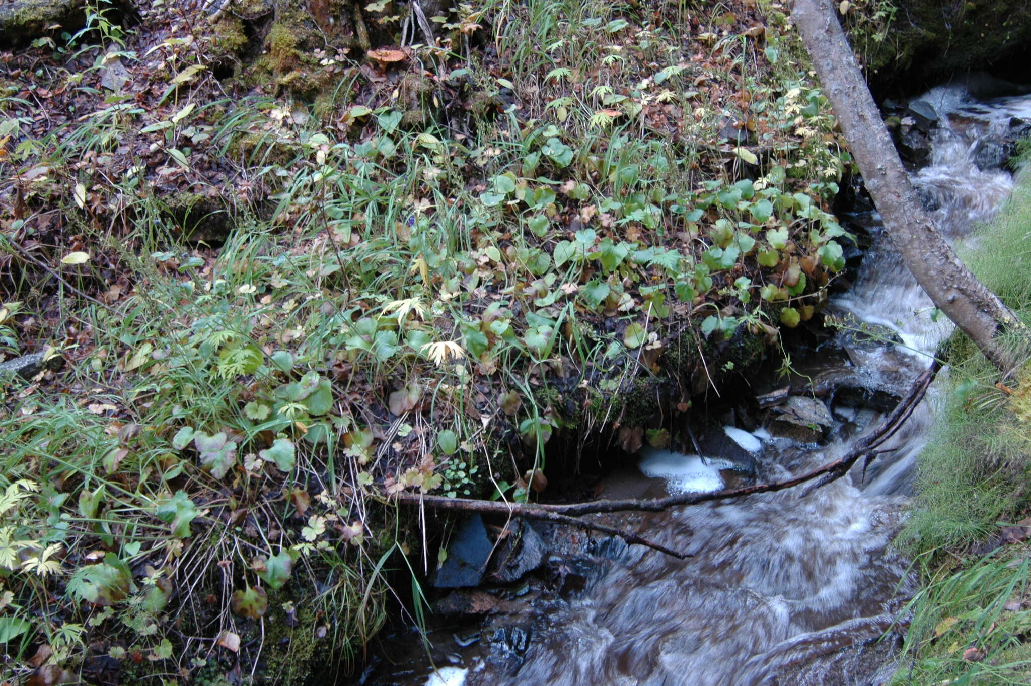 Image of spiked saxifrage