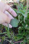 Image of roundleaf alumroot