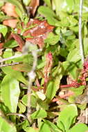 Plancia ëd Rumex bucephalophorus L.