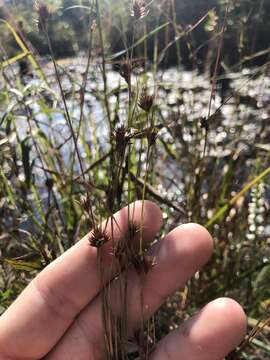 Image of Loose-Head Beak Sedge