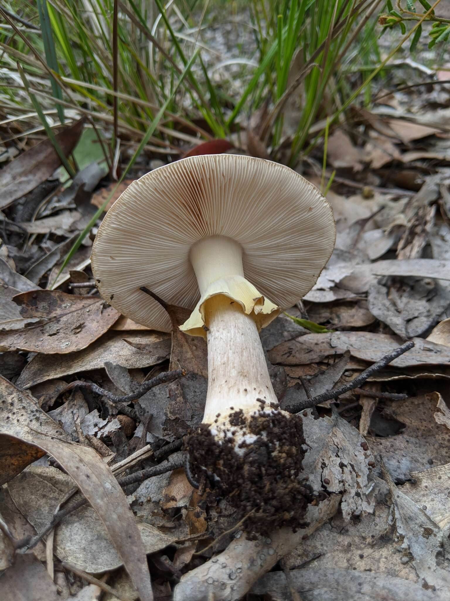 Image de Amanita luteolovelata D. A. Reid 1978