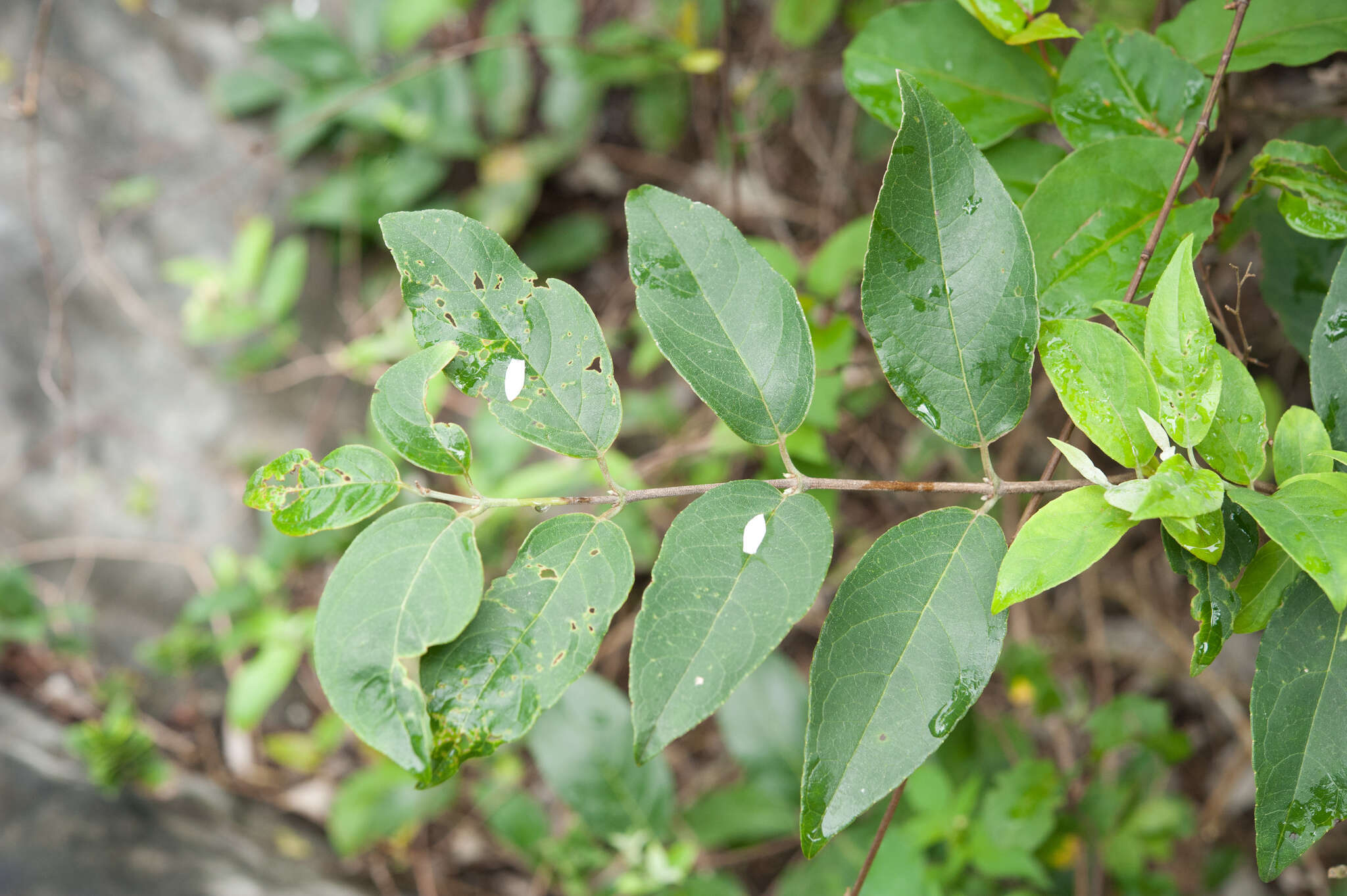 Image of Deutzia pulchra S. Vidal