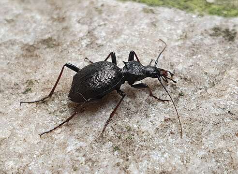 Image of Cychrus spinicollis L. Dufour 1857