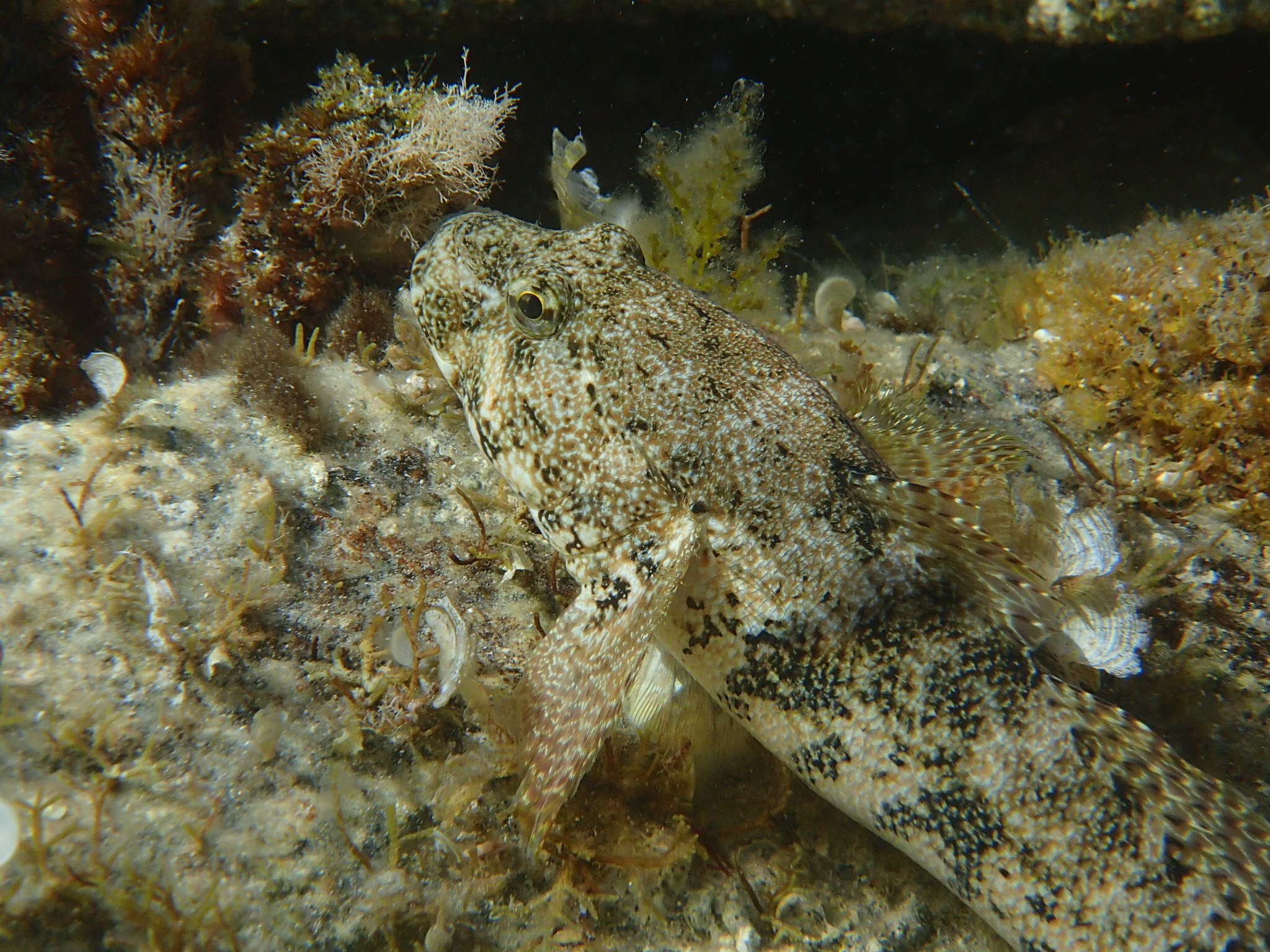 Image of Giant goby