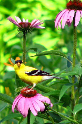 Image of American Goldfinch