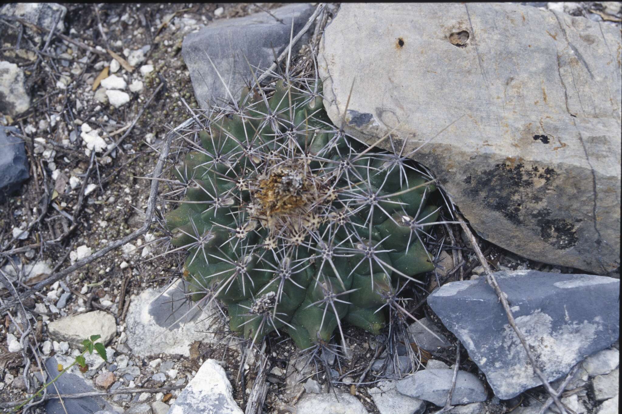 Image of Thelocactus buekii (Klein bis) Britton & Rose