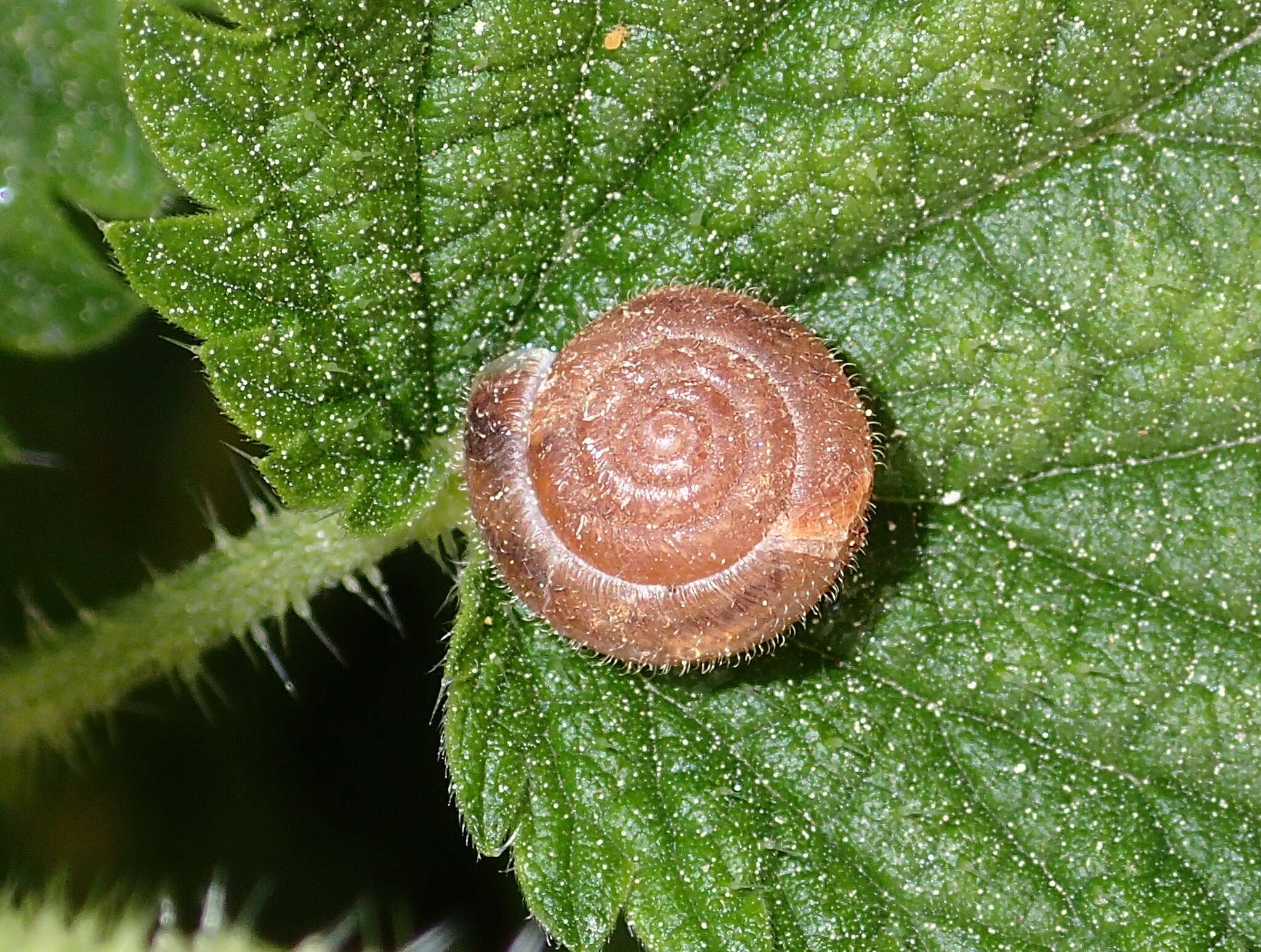 Image of Hairy Snail