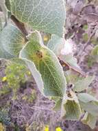 Image of Hakea conchifolia Hook.