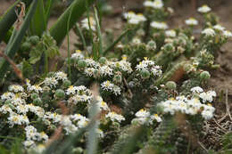 Image of Euphorbia inermis Mill.