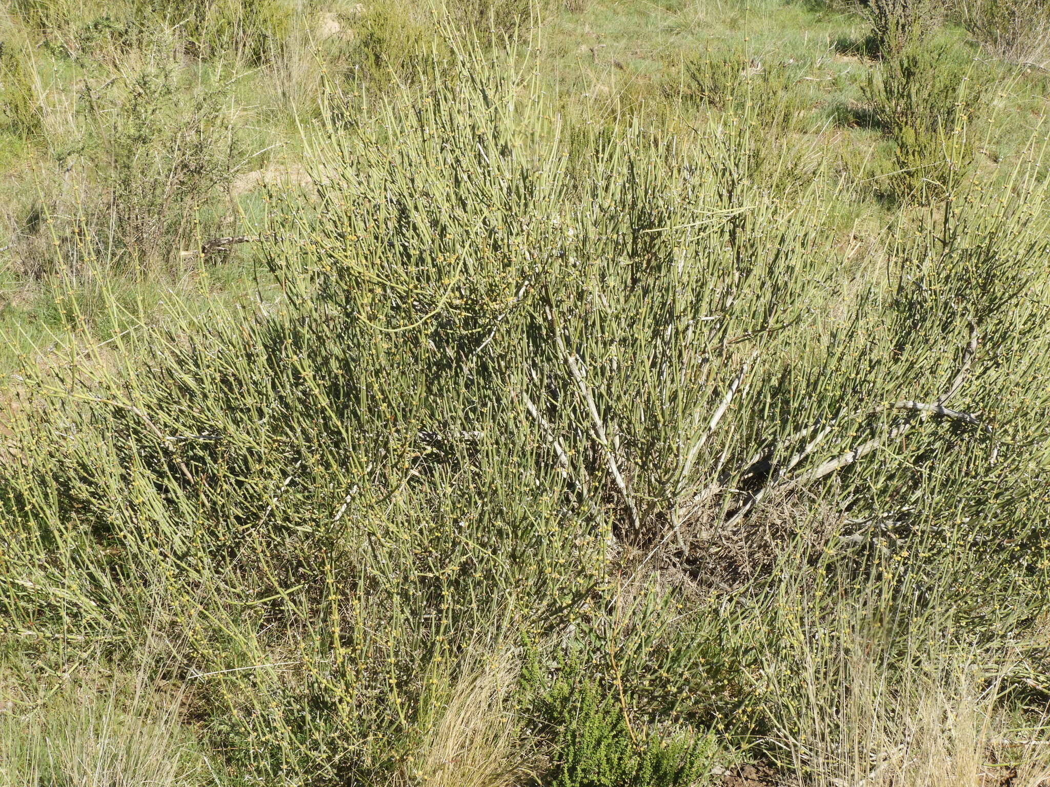 Image of Ephedra triandra Tul.