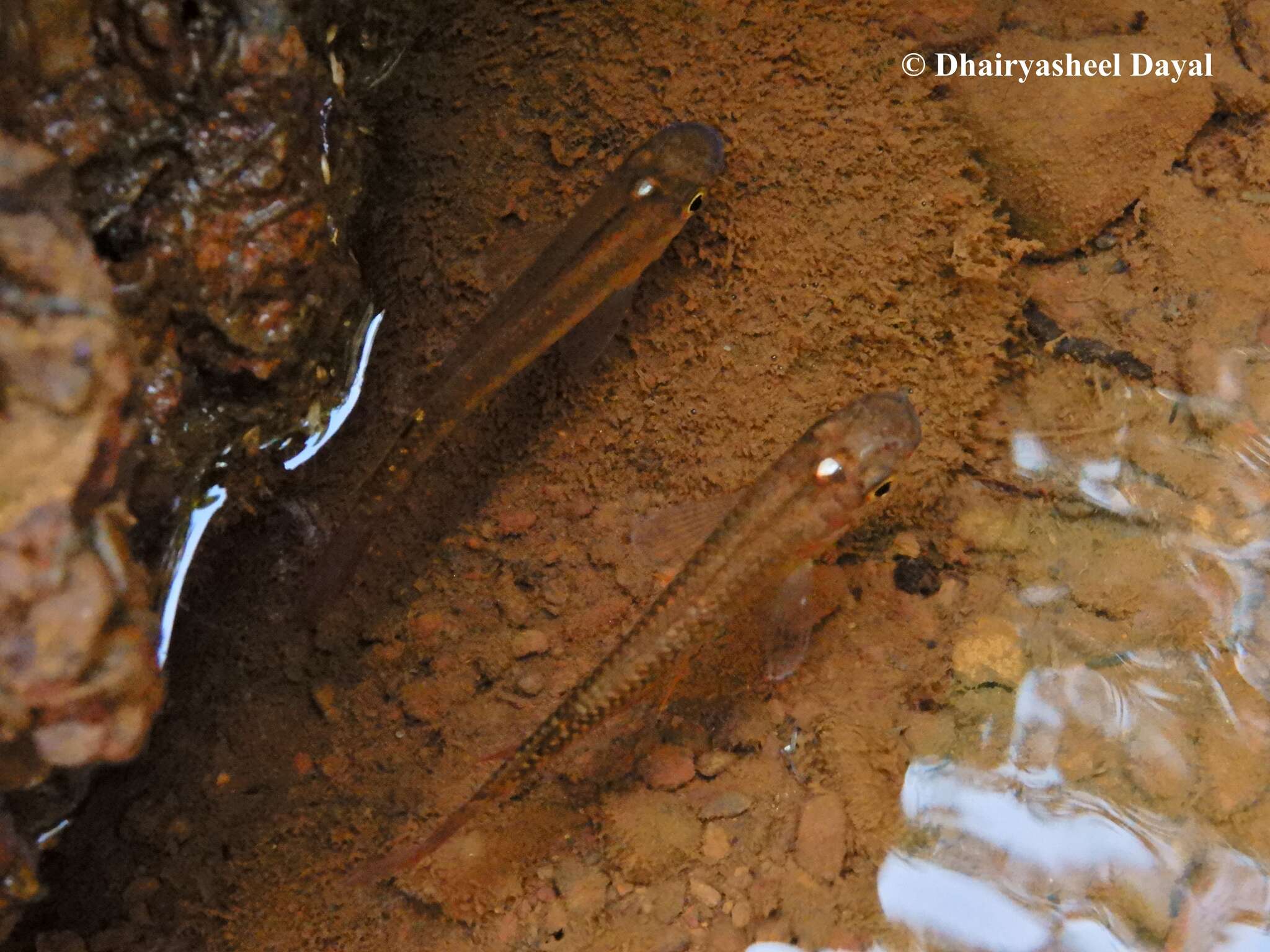 Image of Golden Wonder Killifish