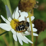 Image of Andrena denticulata (Kirby 1802)