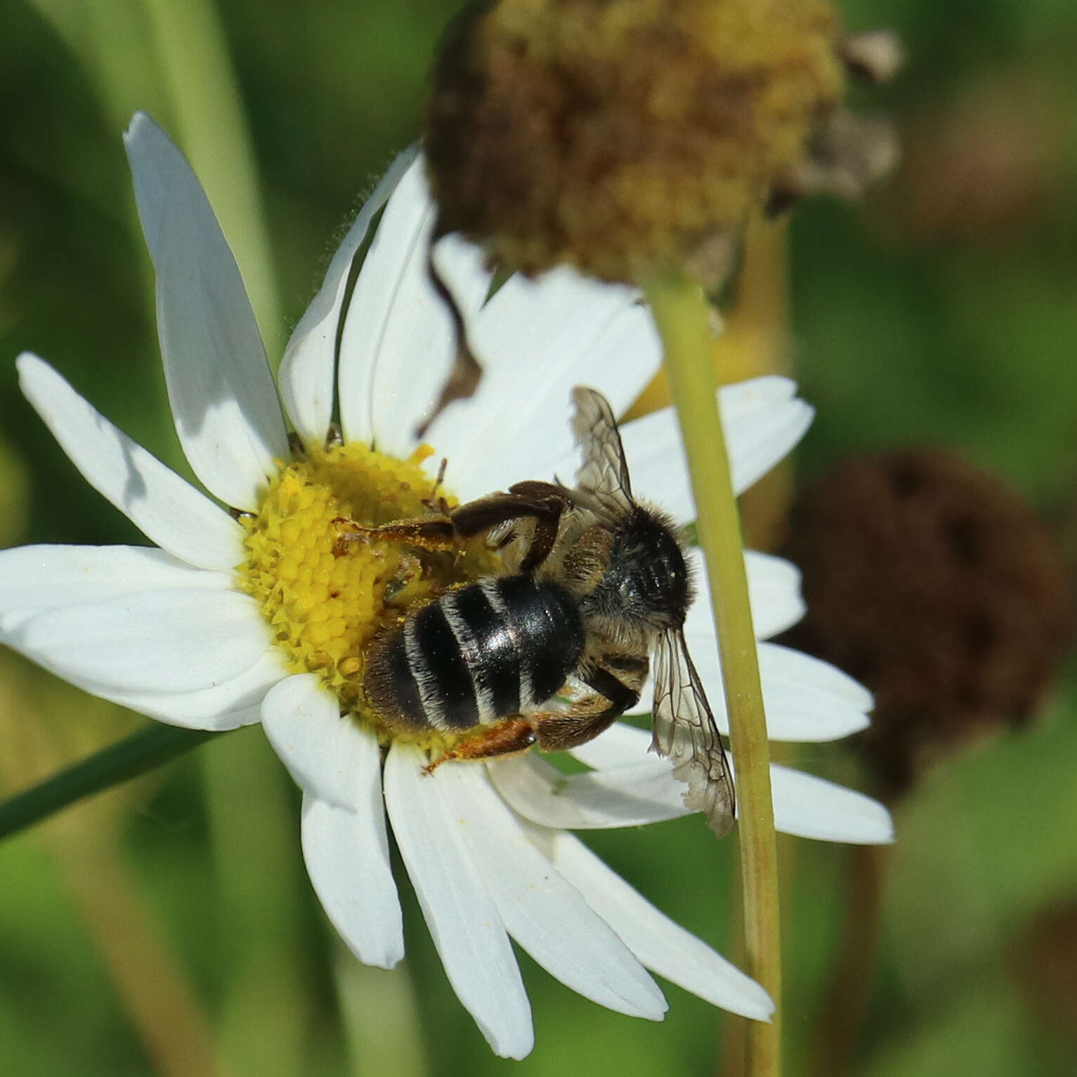 Image of Andrena denticulata (Kirby 1802)