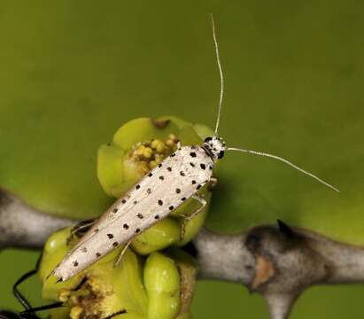 Image of Yponomeuta fumigata Zeller 1852
