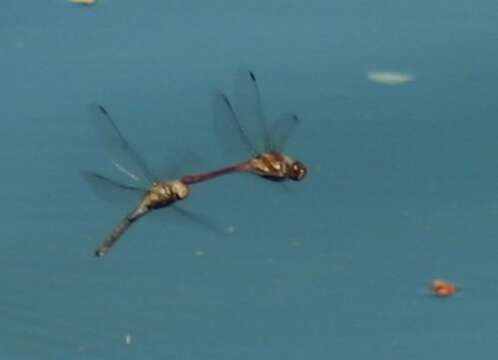 Image of Common Darter