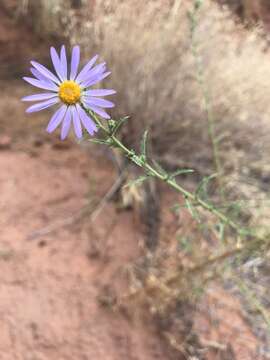 Image of Dieteria canescens var. aristata (Eastw.) D. R. Morgan & R. L. Hartman