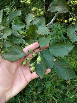 Crataegus holmesiana Ashe resmi