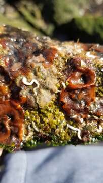 Image of Marine bryozoan