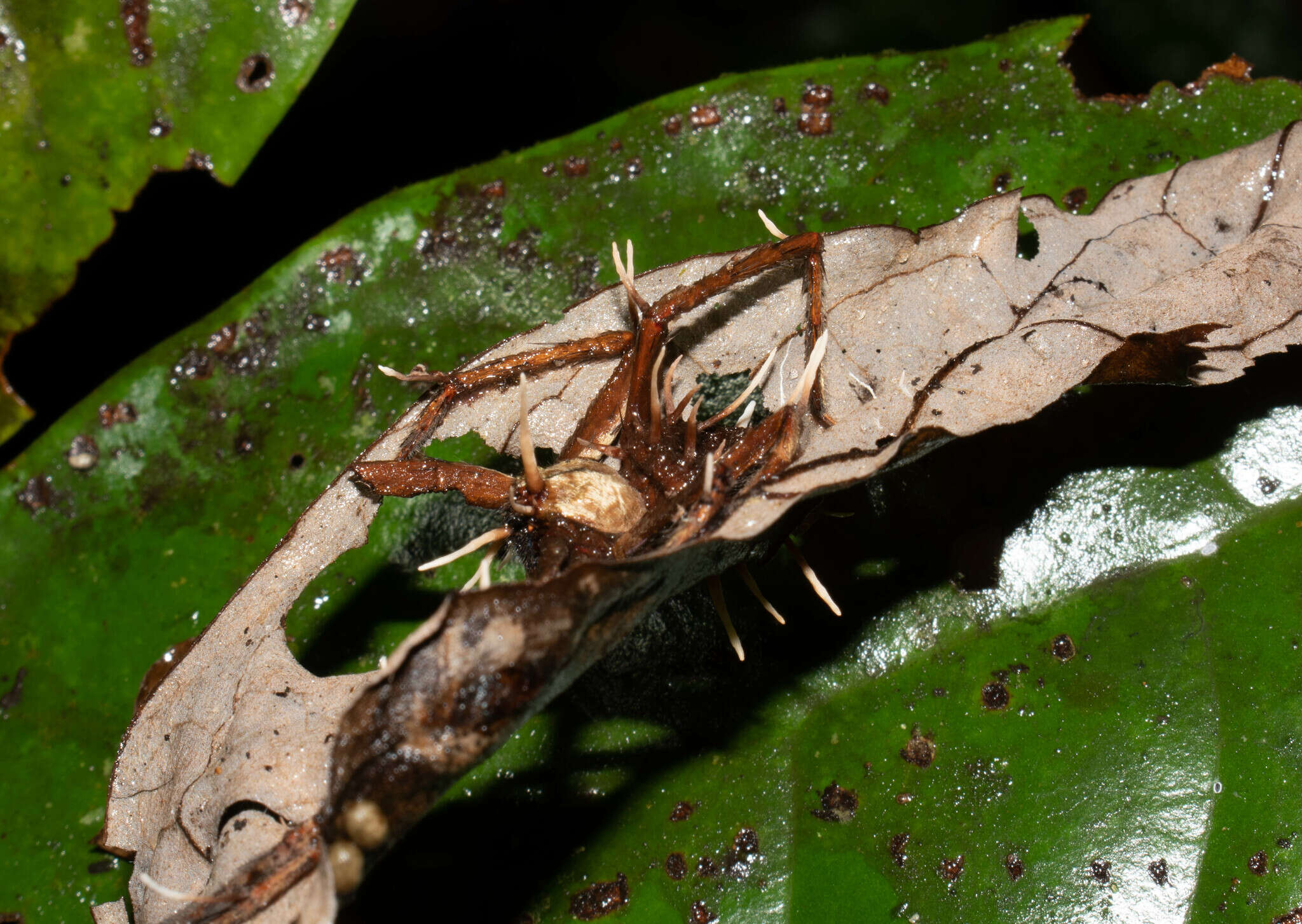 Image of Ophiocordyceps engleriana (Henn.) G. H. Sung, J. M. Sung, Hywel-Jones & Spatafora 2007