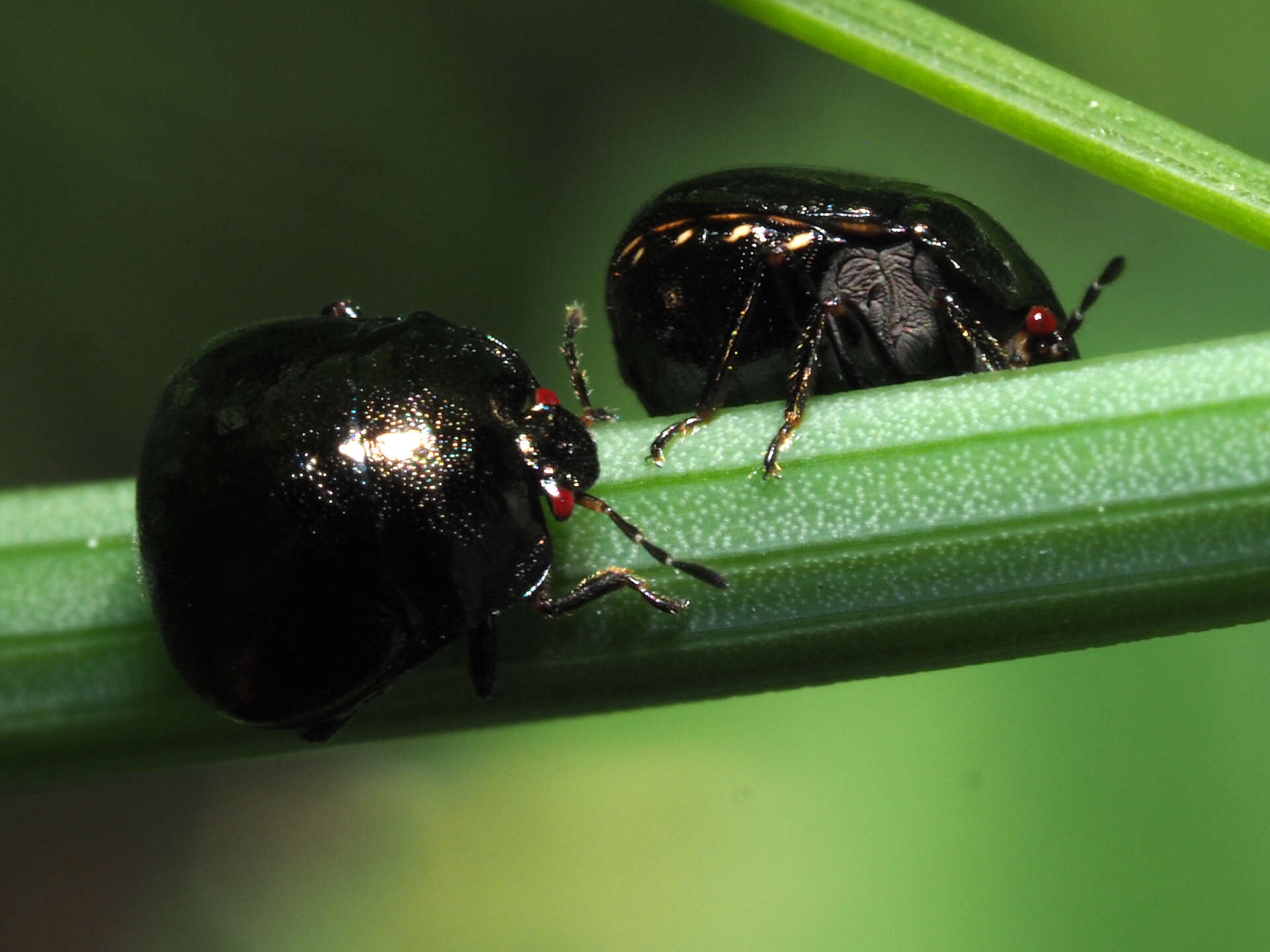 Image of Coptosoma scutellatum (Geoffroy 1785)