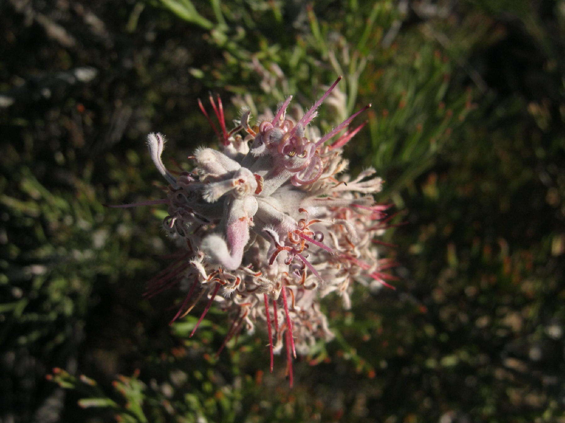 Imagem de Paranomus dispersus Levyns