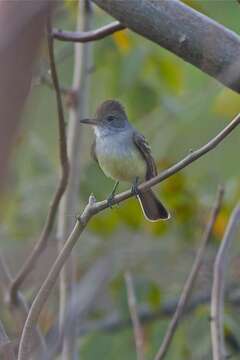 Image of Venezuelan Flycatcher