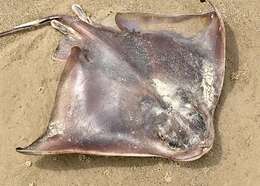 Image of Southern Eagle Ray