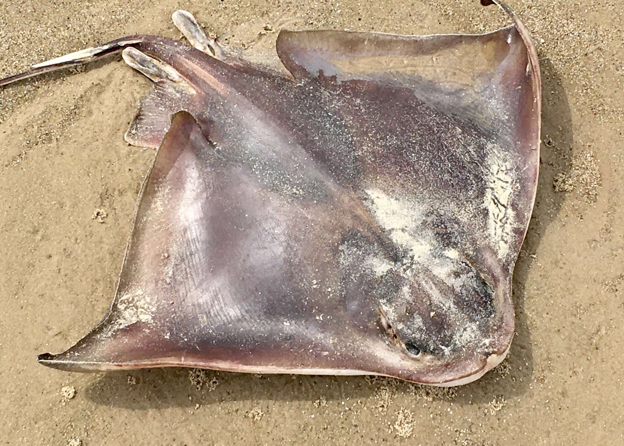 Image of Southern Eagle Ray