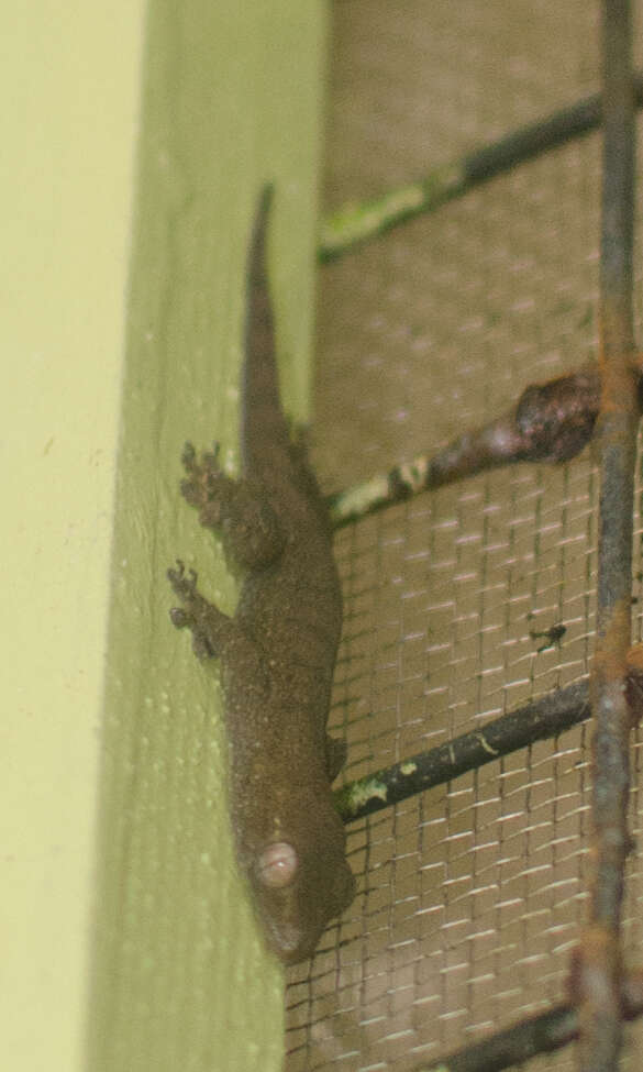 Image of Common Four-clawed Gecko