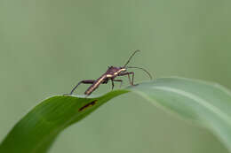 Image of brown bean bug