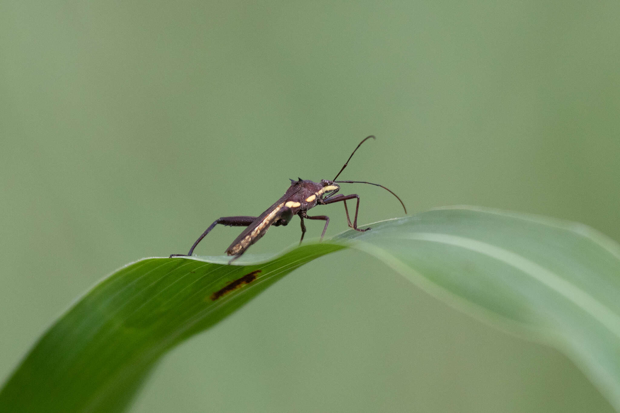 Image of brown bean bug