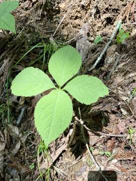 Image of Chloranthus serratus (Thunb.) Roem. & Schult.