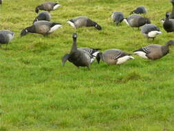 صورة Branta bernicla bernicla (Linnaeus 1758)