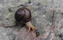 Image of southern hairy red snail