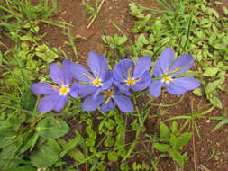 Calydorea crocoides Ravenna resmi