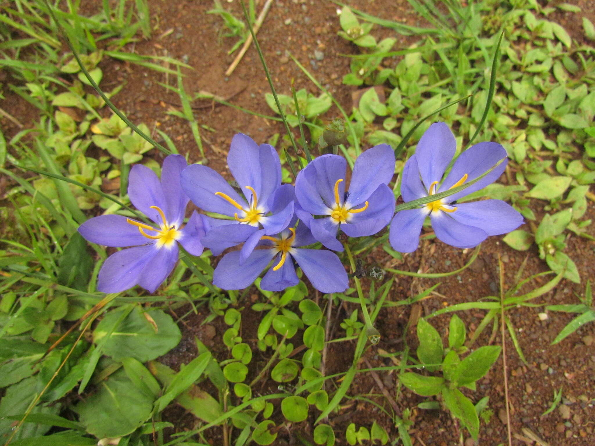 Calydorea crocoides Ravenna resmi