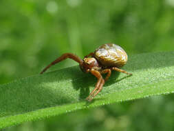 Image of Xysticus punctatus Keyserling 1880